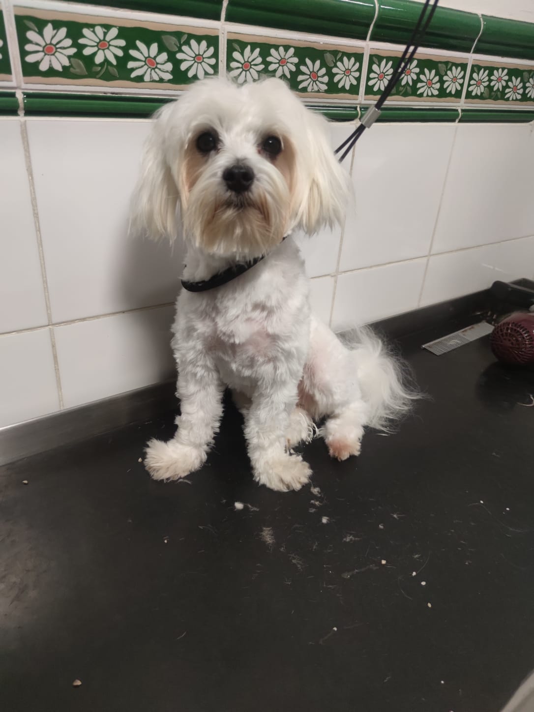 Peluquería de mascotas Yolapatitas